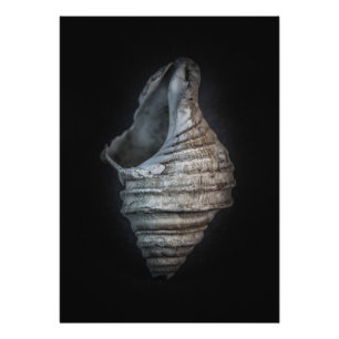 Muscheln Nr. 6 Farbversion Fotodruck