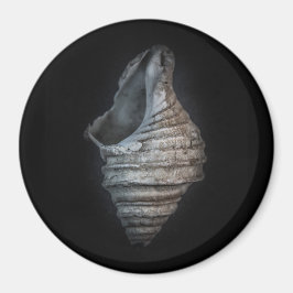 Muscheln Nr. 6 Farbversion Magnet