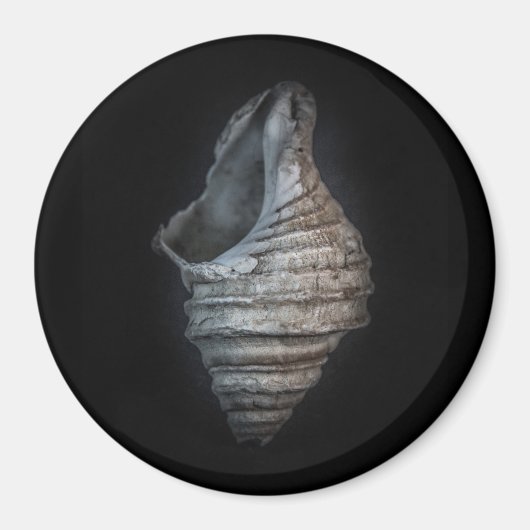 Muscheln Nr. 6 Farbversion Magnet (Vorne)