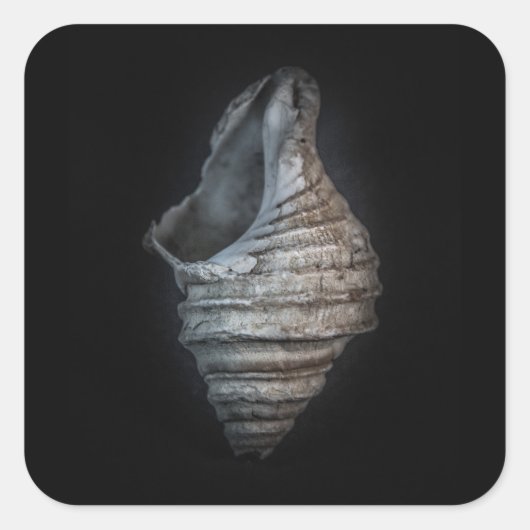 Muscheln Nr. 6 Farbversion Quadratischer Aufkleber (Vorderseite)