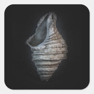 Muscheln Nr. 6 Farbversion Quadratischer Aufkleber