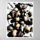 Muscheln PB Poster (Vorne)