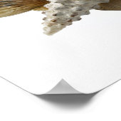 Muscheln Poster (Ecke)