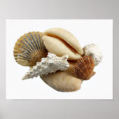 Muscheln Poster (Vorne)