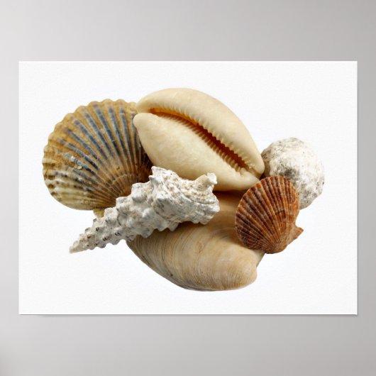 Muscheln Poster (Vorne)