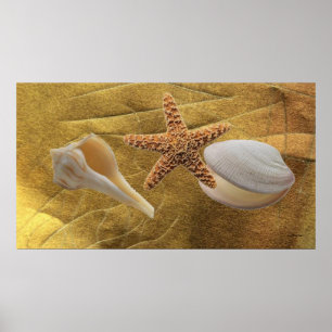 Muscheln Poster