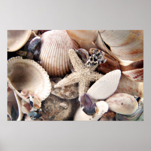 Muscheln Poster