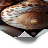 Muscheln Poster (Ecke)