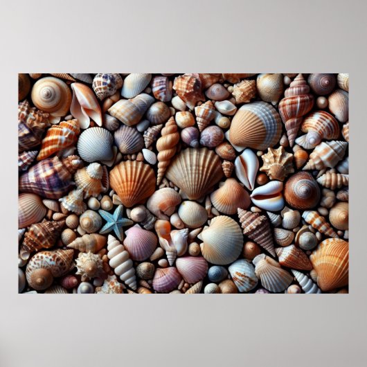 Muscheln Poster (Vorne)