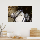 Muscheln Poster (Küche)