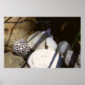 Muscheln Poster (Vorne)