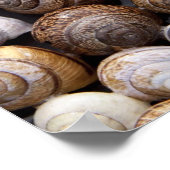 Muscheln Poster (Ecke)