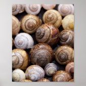 Muscheln Poster (Vorne)