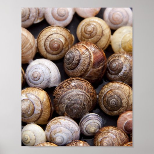 Muscheln Poster (Vorne)