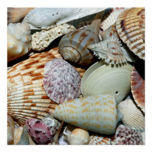 Muscheln Poster
