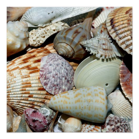 Muscheln Poster (Vorderseite)