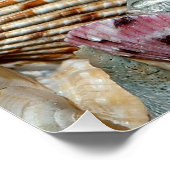 Muscheln Poster (Ecke)