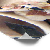 Muscheln Poster (Ecke)