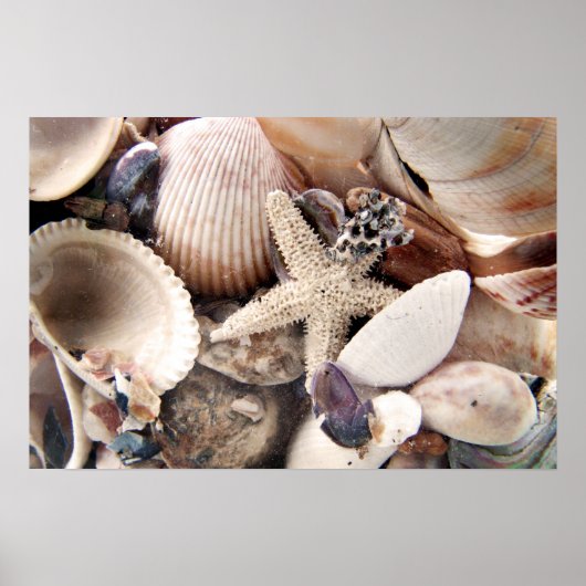 Muscheln Poster (Vorne)