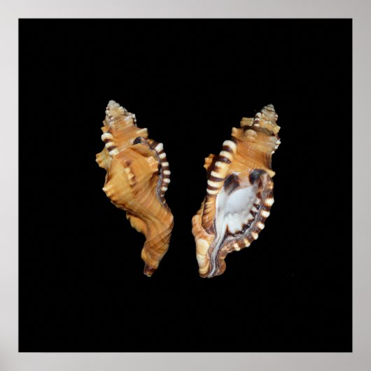 Muscheln Poster (Vorne)