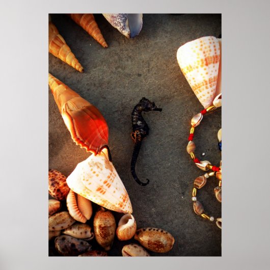 Muscheln Poster (Vorne)