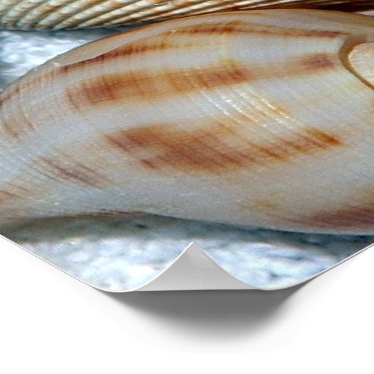 Muscheln Poster (Ecke)