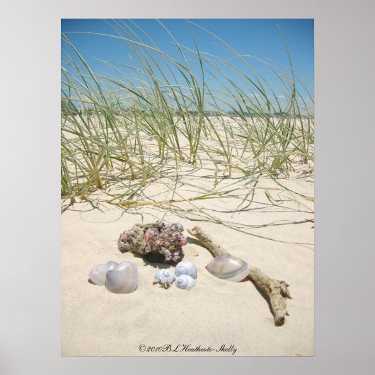 Muscheln Poster (Vorne)