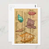 Muscheln Postkarte (Vorne/Hinten)