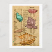 Muscheln Postkarte (Vorderseite)