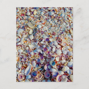 Muscheln Postkarte