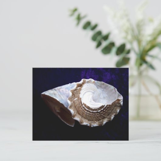 Muscheln Postkarte (Stehend Vorderseite)