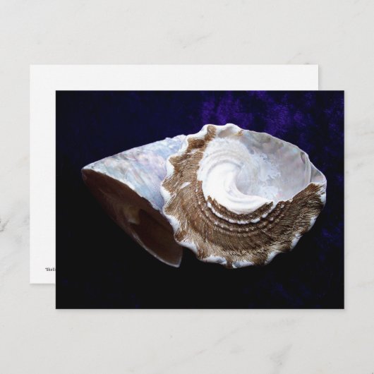 Muscheln Postkarte (Vorne/Hinten)