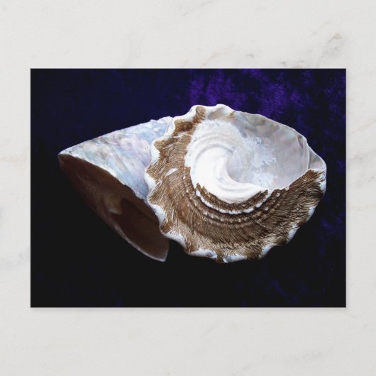Muscheln Postkarte (Vorderseite)