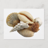 Muscheln Postkarte (Vorderseite)