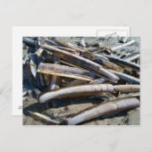 Muscheln Postkarte (Vorne/Hinten)