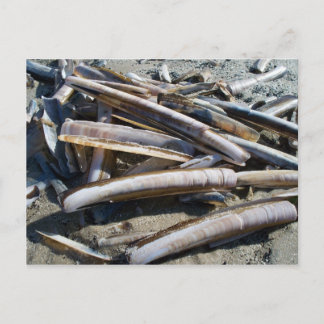 Muscheln Postkarte