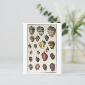 Muscheln Postkarte (Stehend Vorderseite)