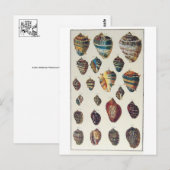 Muscheln Postkarte (Vorne/Hinten)