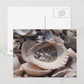 Muscheln Postkarte (Vorne/Hinten)
