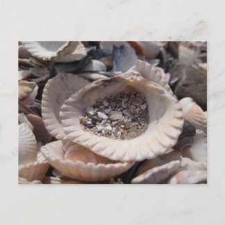 Muscheln Postkarte