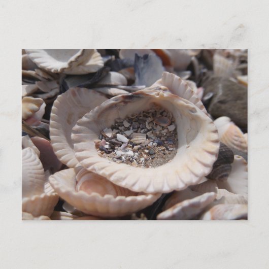 Muscheln Postkarte (Vorderseite)