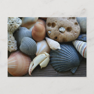 Muscheln Postkarte