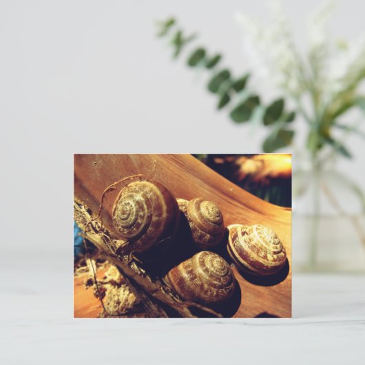 Muscheln Postkarte (Stehend Vorderseite)