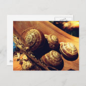 Muscheln Postkarte (Vorne/Hinten)
