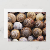 Muscheln Postkarte (Vorne/Hinten)