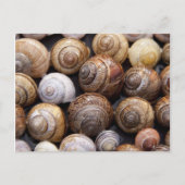 Muscheln Postkarte (Vorderseite)