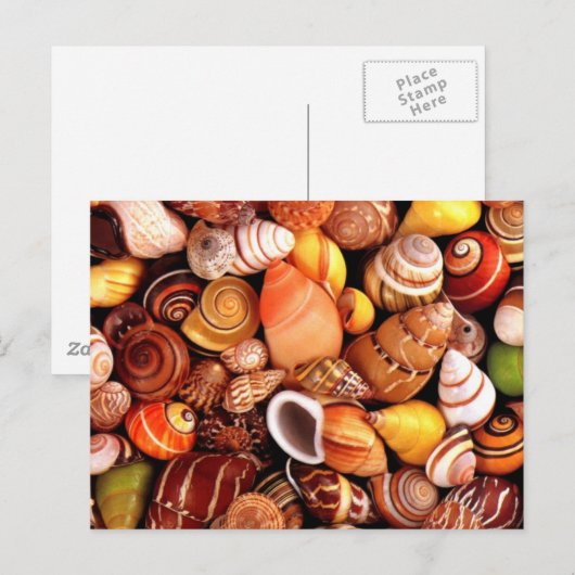Muscheln Postkarte (Vorne/Hinten)