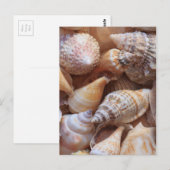 Muscheln Postkarte (Vorne/Hinten)
