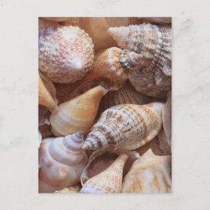 Muscheln Postkarte