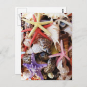 Muscheln Starfish Farbige Muschel Postkarte (Vorne/Hinten)